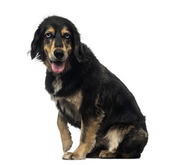 Side view of a Crossbreed dog panting, looking at the camera