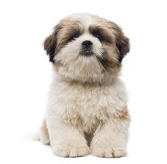 Front view of a Shih Tzu puppy lying, looking at the camera