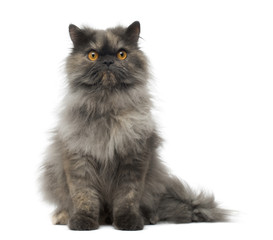 Front view of a cranky Persian cat sitting
