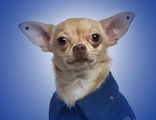 Dressed-up Chihuahua with earrings on a blue gradient background