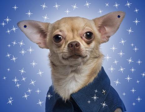 Dog Earrings 4 Adobe Stock