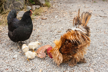 rooster with hen and chicks pecking