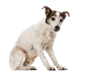 Old Jack Russell Terrier sitting, looking at the camera