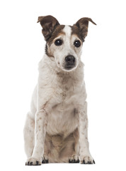 Old Jack Russell Terrier sitting, facing, 17 years old