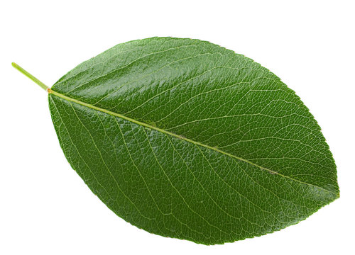 Crerry leaf