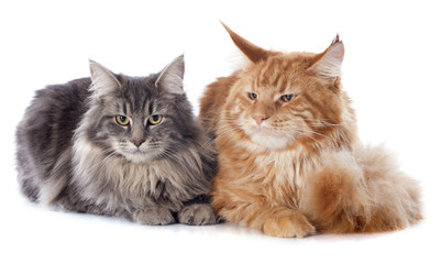 Obraz premium maine coon cats