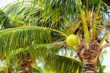 Coconuts with coconut tree
