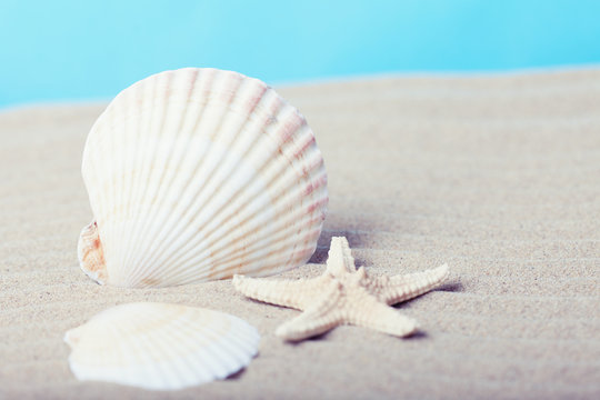 Sea shell and starfish on a beach