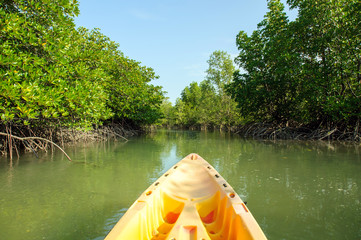 Kayaking through mangrove forest