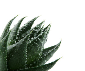 Aloe vera