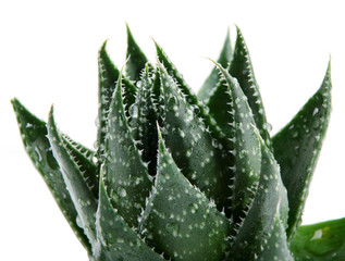 Fototapeta premium Aloe vera