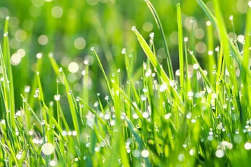 Foto auf Alu-Dibond green grass on a lawn with dew drops © yanikap