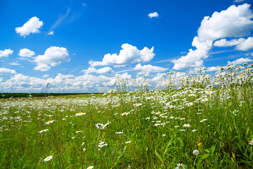 summer rural landscape with a blossoming meadow and the blue sky
