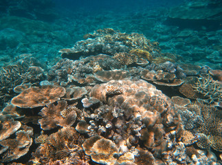Beautiful underwater colors of Queensland Coral Reef - Australia