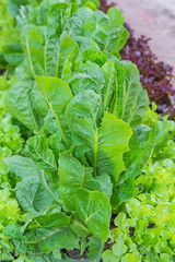 Romaine Lettuce and Oakleaf vegetable in garden