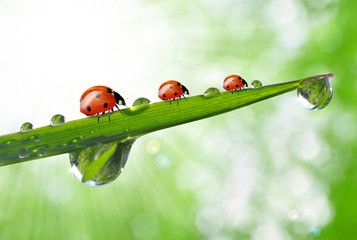 fresh morning dew and ladybirds
