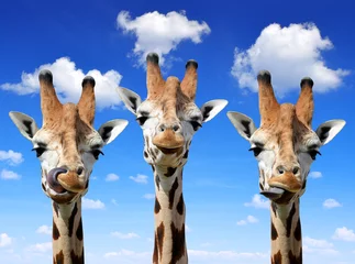 Papier peint photo autocollant rond Girafe Girafes
