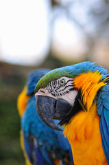 ルリコンゴウインコ