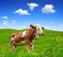 Cow in the meadow