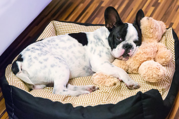 French bulldog puppy sleeping with teddy bear