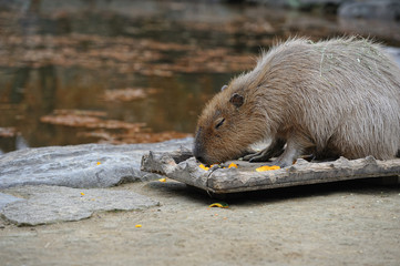 カピバラ