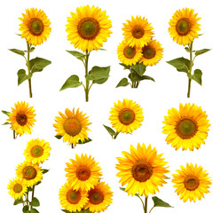 Obraz premium Sunflowers collection