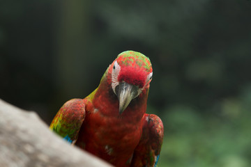 parrot