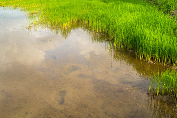 Rice seedlings in rice field
