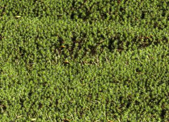 Blanket of moss