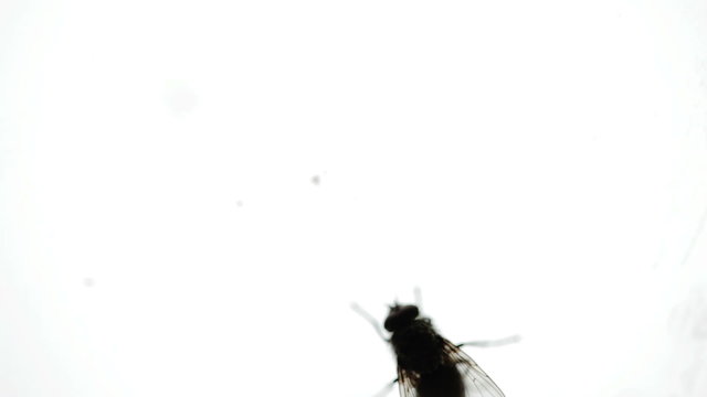 Nasty Housefly on a Window Pane