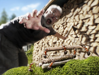 human, ants and firewood, robbery or help, Ant Tales