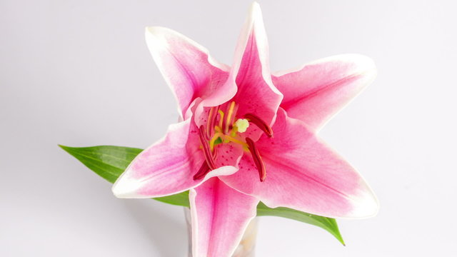 Blooming purple lily on white,timelapse