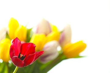 Einzelne Tulpe vor Tulpenstrauß