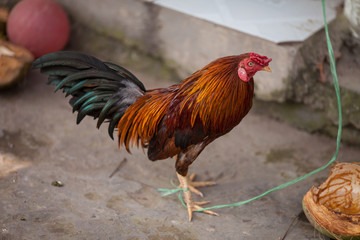 Fighting cock-Red Jungle Fowl (Gallus Gallus), Vietnam
