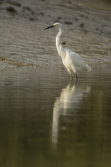 Aigrette garzette (Egretta garzetta - Little Egret)