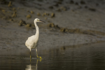 Aigrette garzette (Egretta garzetta - Little Egret)