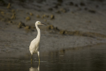 Aigrette garzette (Egretta garzetta - Little Egret)
