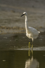 Obraz premium Aigrette garzette (Egretta garzetta - Little Egret)