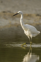 Aigrette garzette (Egretta garzetta - Little Egret)
