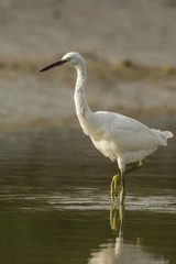 Aigrette garzette (Egretta garzetta - Little Egret)