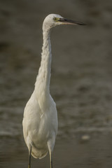 Aigrette garzette (Egretta garzetta - Little Egret)