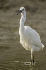 Aigrette garzette (Egretta garzetta - Little Egret)