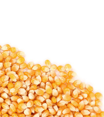 Closeup of corn grains.