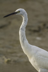 Aigrette garzette (Egretta garzetta - Little Egret)