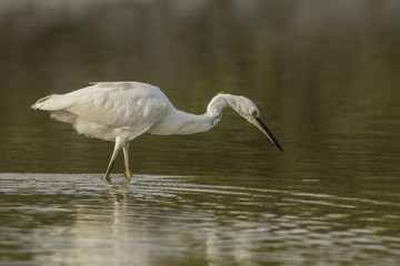 Naklejka premium Aigrette garzette (Egretta garzetta - Little Egret)