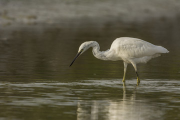 Aigrette garzette (Egretta garzetta - Little Egret)