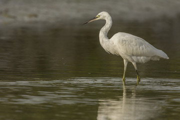 Aigrette garzette (Egretta garzetta - Little Egret)