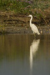 Naklejka premium Aigrette garzette (Egretta garzetta - Little Egret)