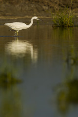 Aigrette garzette (Egretta garzetta - Little Egret)