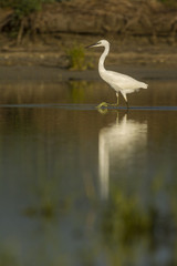 Aigrette garzette (Egretta garzetta - Little Egret)